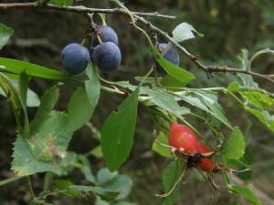 Bohatství letošního září